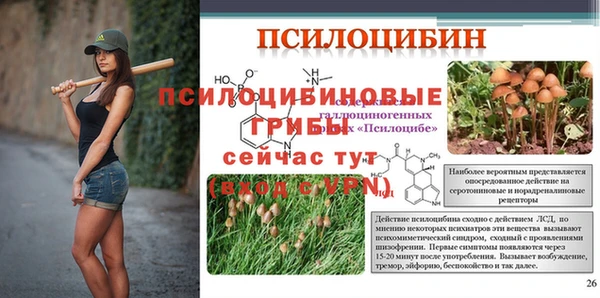 прущие грибы Аркадак